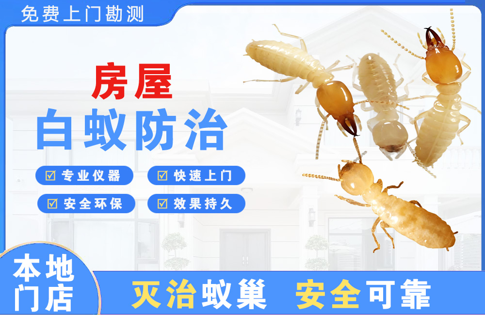 南宁房屋白蚁防治